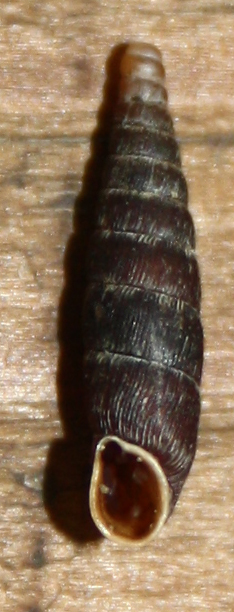 Clausiliidae dai Sibillini